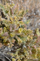 Astragalus lasiosemius