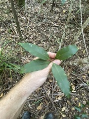 Schizomeria ovata
