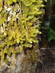 Cladomnion ericoides