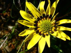 Osteospermum scariosum