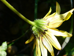 Osteospermum scariosum