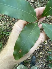 Schizomeria ovata