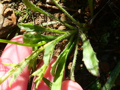 Osteospermum scariosum