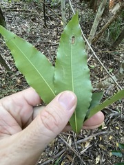 Schizomeria ovata