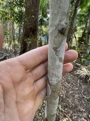 Schizomeria ovata
