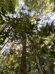 Schizomeria ovata