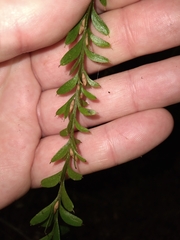 Tmesipteris tannensis