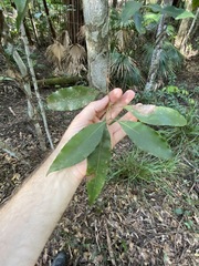 Schizomeria ovata
