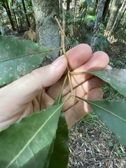 Schizomeria ovata