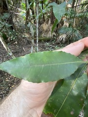 Schizomeria ovata