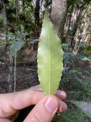 Schizomeria ovata