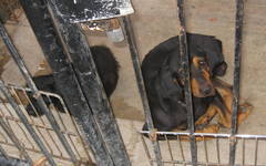Canis familiaris