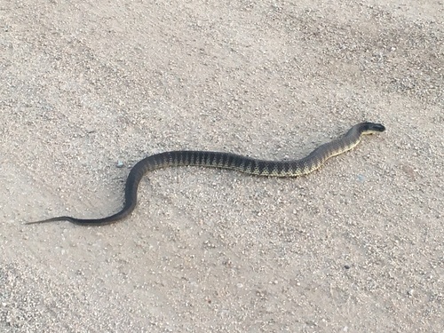 Tiger Snake sighting