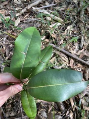 Mischocarpus pyriformis