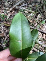 Mischocarpus pyriformis