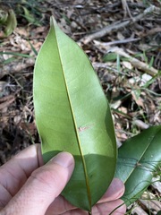 Mischocarpus pyriformis