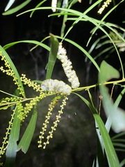 Acacia longissima
