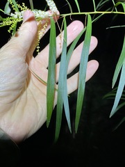 Acacia longissima