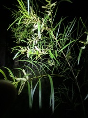 Acacia longissima