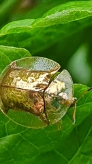 Aspidimorpha quadriremis