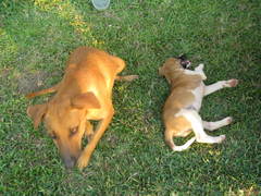 Canis familiaris