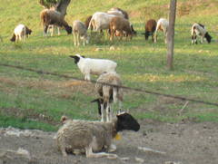 Ovis aries