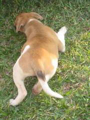 Canis familiaris