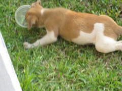 Canis familiaris