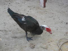 Cairina moschata domestica