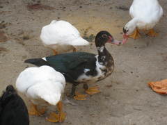 Cairina moschata domestica