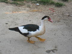 Cairina moschata domestica