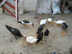 Cairina moschata domestica