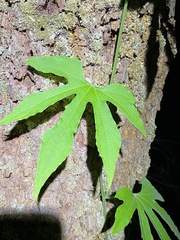 Diplocyclos palmatus
