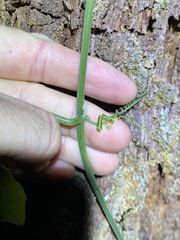 Diplocyclos palmatus