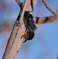 Trogodendron fasciculatum