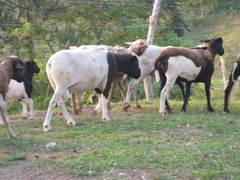 Ovis aries