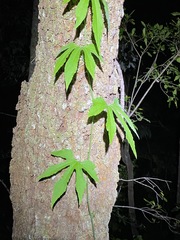 Diplocyclos palmatus