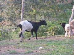 Ovis aries