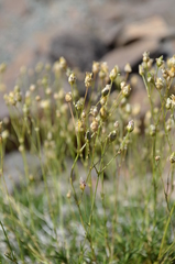 Eremogone griffithii