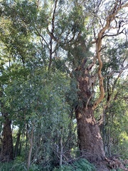 Eucalyptus prava