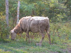 Ovis aries