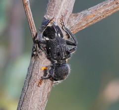 Trogodendron fasciculatum