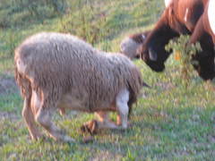 Ovis aries