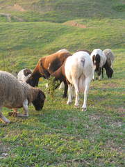Ovis aries