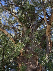 Eucalyptus prava
