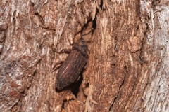 Zopheridae