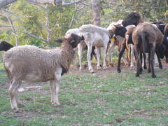 Ovis aries