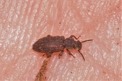 Zopheridae