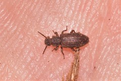 Zopheridae