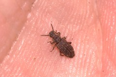 Zopheridae